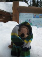 Otter enters Montana Welcome to Montana!