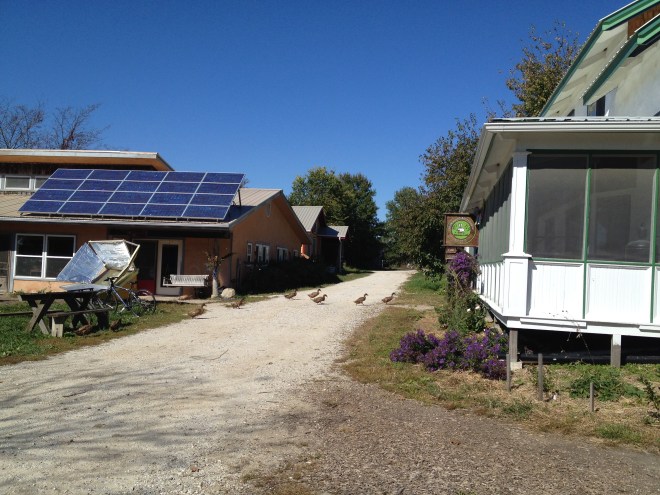 Ducks crossing the main street in Dancing Rabbit